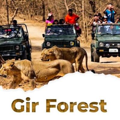 Gir Forest